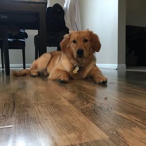 Meet your Posher, Lesley